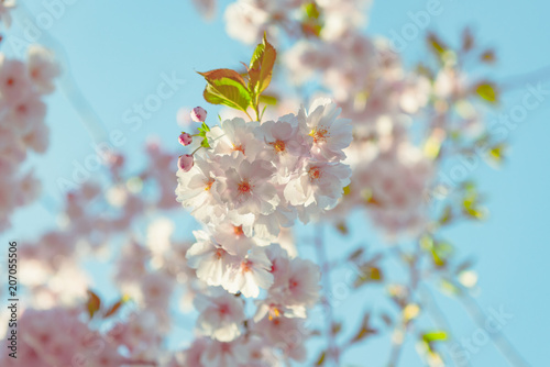 Spring flowers. Spring Background with cherry blossom  sakura bloom in the blue sky background