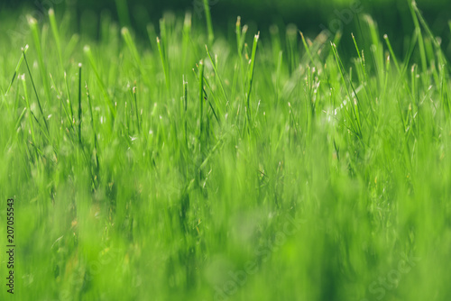 Green moss in the sunlight. Grass background light and bokeh. Nature Background. summer colored garden