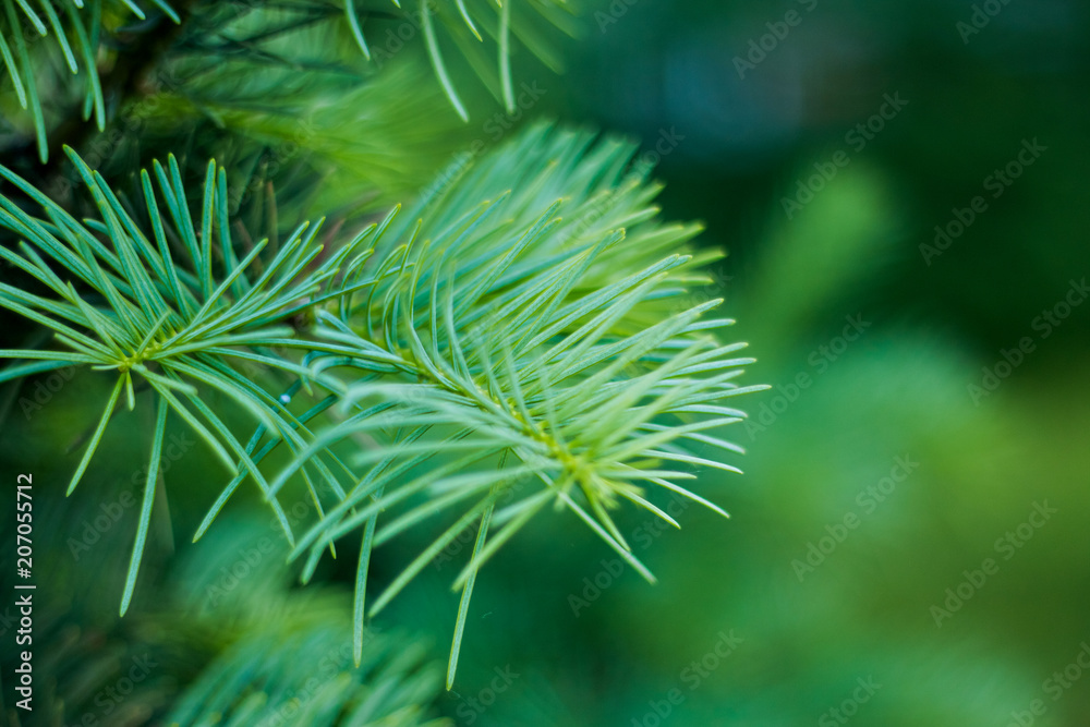 Green spruce branches as a textured background Green spruce branches as a textured background