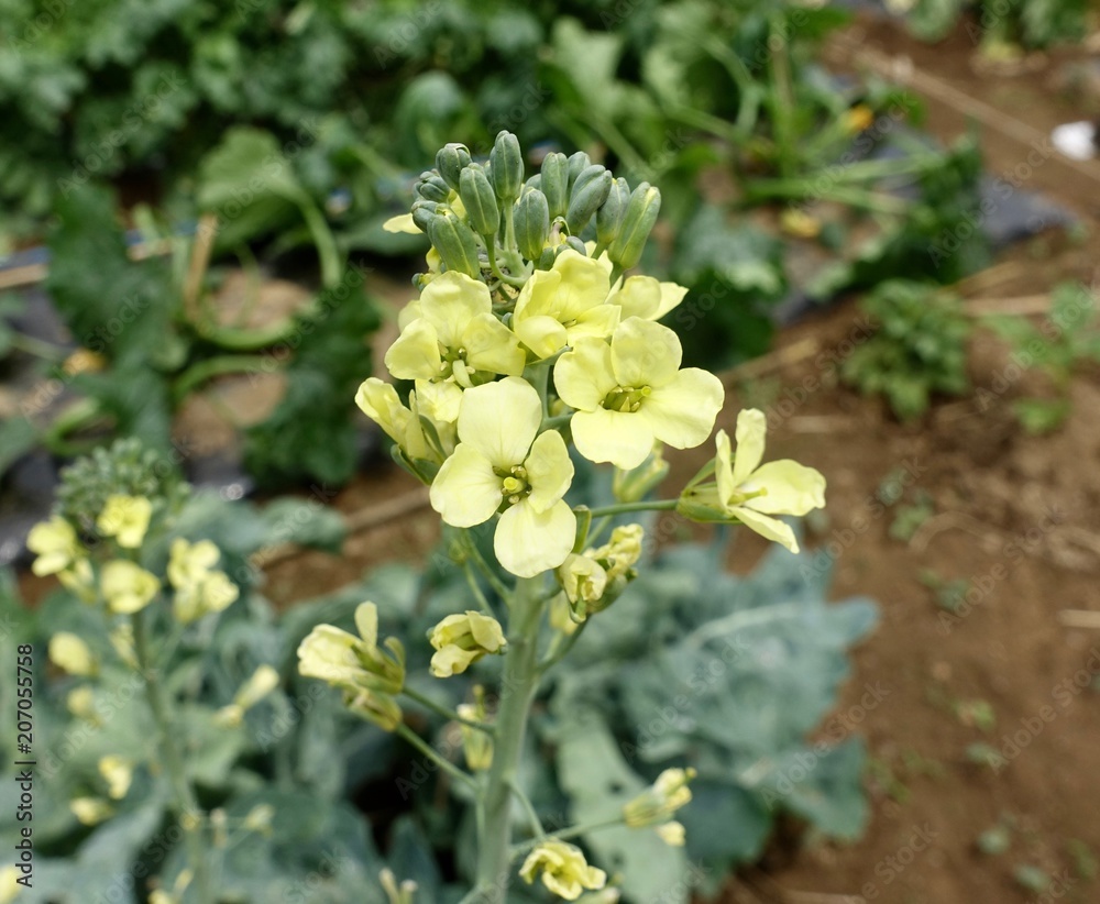 ブロッコリーの花 Stock Photo Adobe Stock