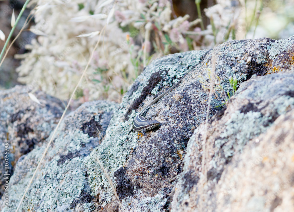 lizard on a rock