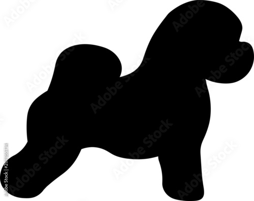 Bichon Frise Dog