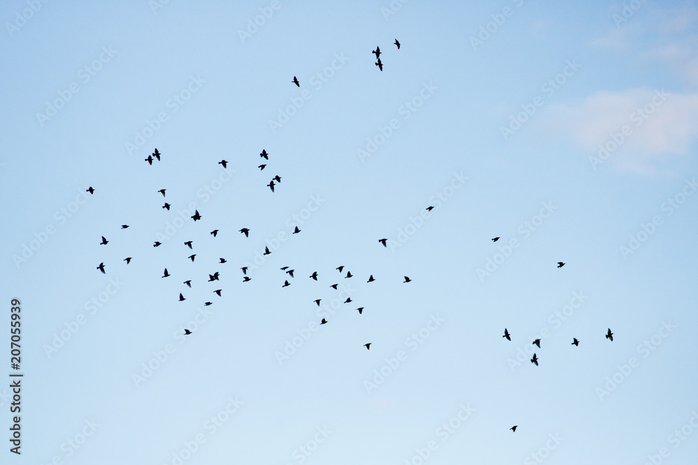 flock of birds flying