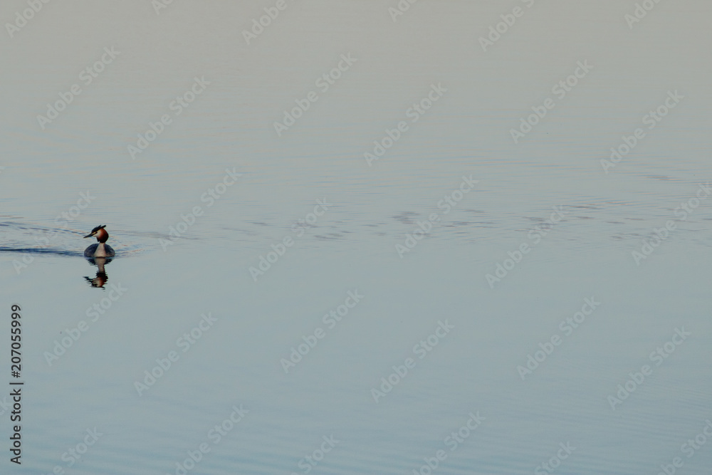 Fototapeta premium grebe swimming with reflection