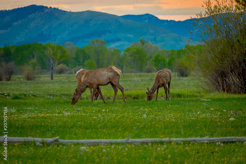 Obraz premium Outdoor view of moose with big antlers eating vegetation along the forest of Grand Teton National Park