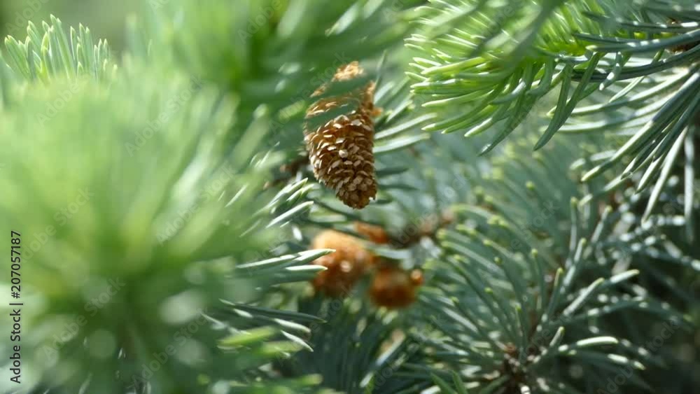 Beautiful coniferous branch of a young Christmas tree. Green coniferous tree. Beautiful coniferous branch of a young Christmas tree. Green coniferous tree.