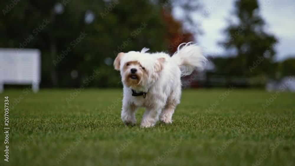 Close up happy Yorkshire Terrier running on grass in super slow motion