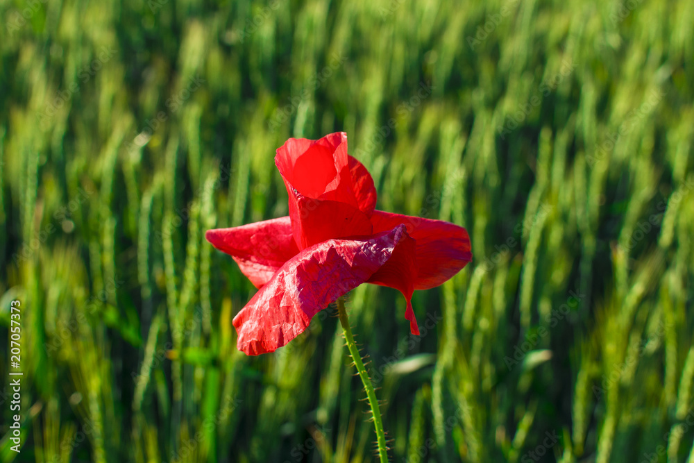 red poppy close-up against a wheat field red poppy close-up against a wheat field