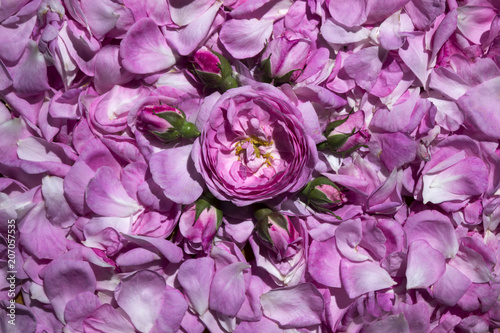 Flower roses and buds against the background of tea rose petals. Many petals of a gentle pink rose.