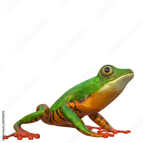 amazon tiger frog in a white background