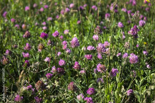 Flowering clover in clear weather, background. Many pink flowers in the field.