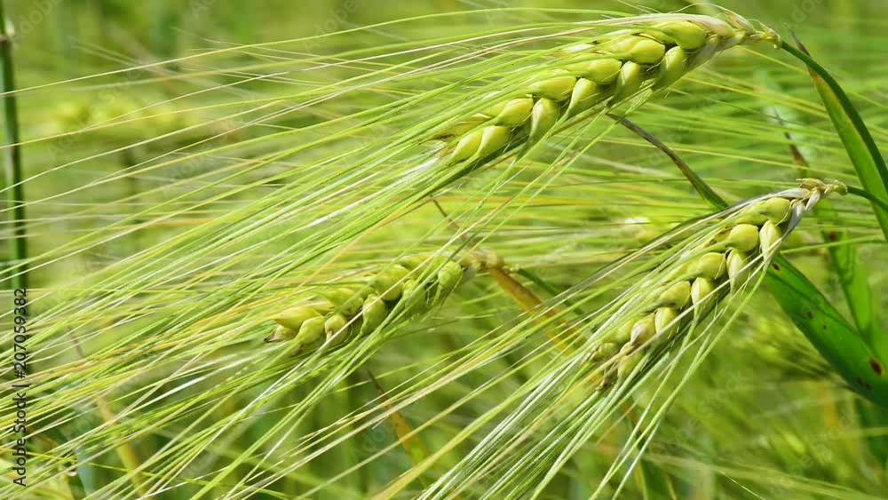Close up of fresh morning green wheat in spring
