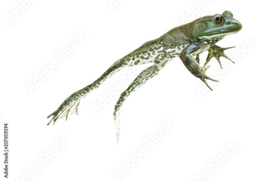 Fototapete stop action Leaping and jumping Frog on the go on white background