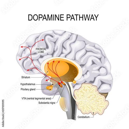 Dopamine hypothesis of schizophrenia