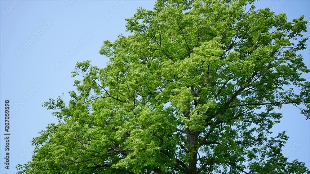 Beautiful trees on sky background,tree,sky Beautiful trees on sky background,tree,sky