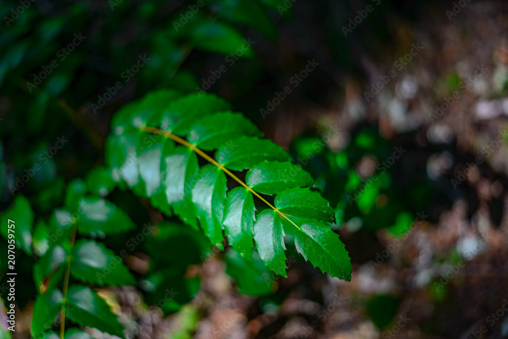 Fototapeta premium picture of a leaf
