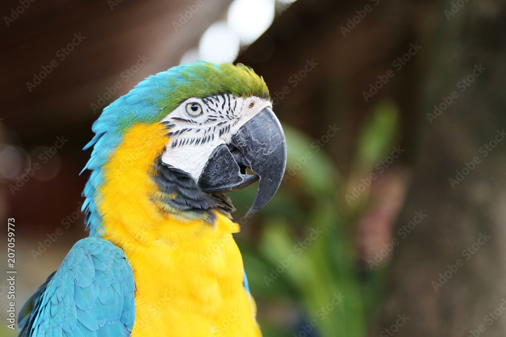 Fototapeta premium Head of yellow and blue macaw in profile, Florida