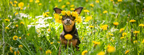 Сute puppy, a dog in a wreath of spring flowers  on a flowering meadow, a portrait of a dog. Spring Summer theme