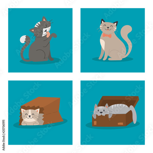 Portrait cat animal pet cute kitten purebred feline kitty domestic fur adorab...