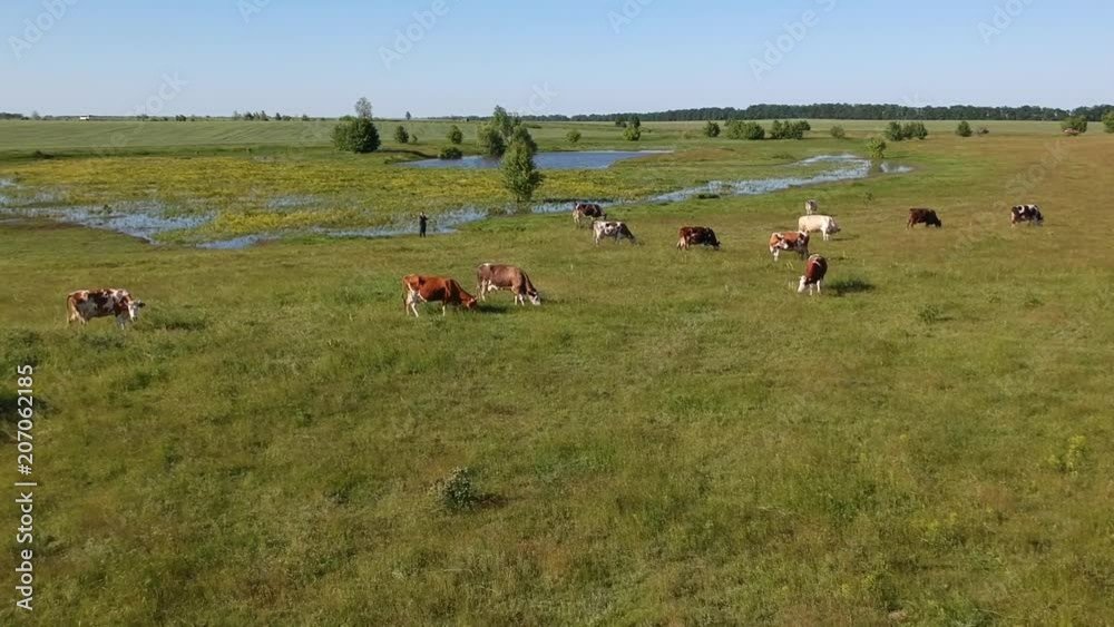 Aerial view on the field with cows near stream in summer sunlight Aerial view on the field with cows near stream in summer sunlight