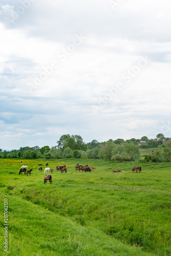 Herd of horses grazing in a meadow