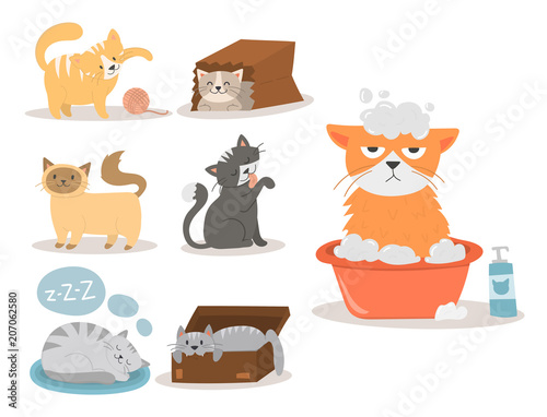 Portrait cat animal pet cute kitten purebred feline kitty domestic fur adorab...