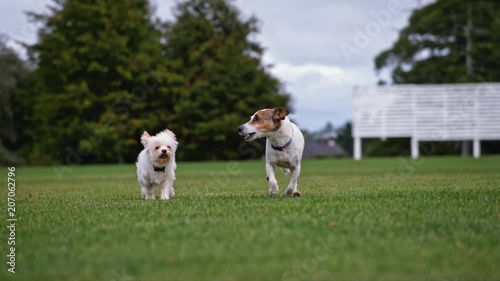 Jack Russell and Yorkshire Terrier running through field in super slow motion