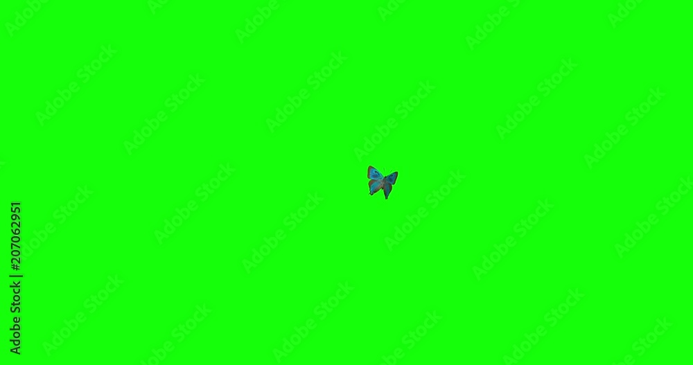 Butterfly Landing on Your Title