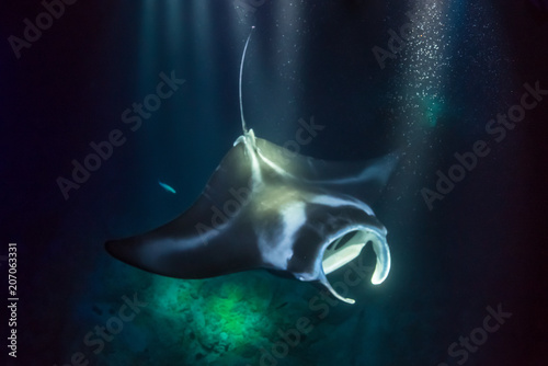 Fotografie Swimming Manta Ray
