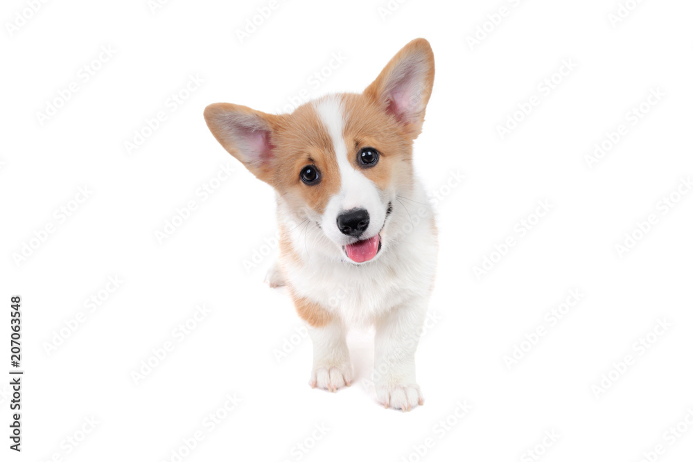 happy corgi puppy dog standing white background