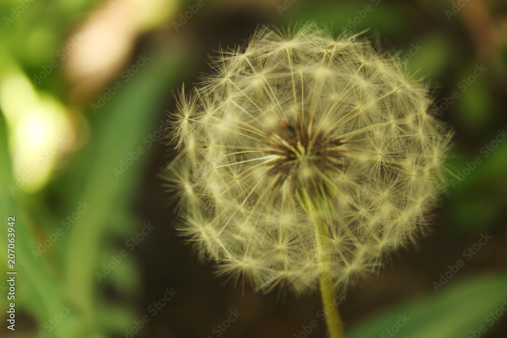 dandelion fluffy white close-up dandelion fluffy white close-up