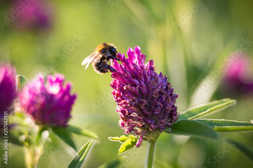 Bee collecting nectar on the pink clover