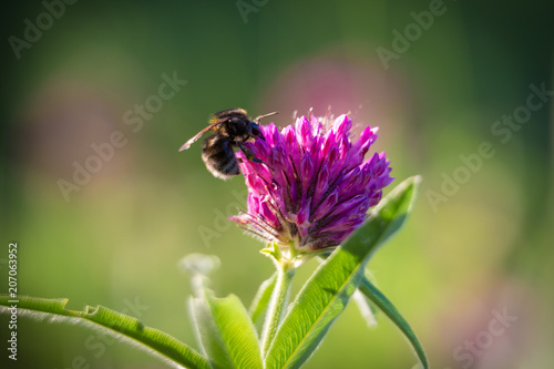 Bee collecting nectar on the pink clover © Sergiy Bykhunenko