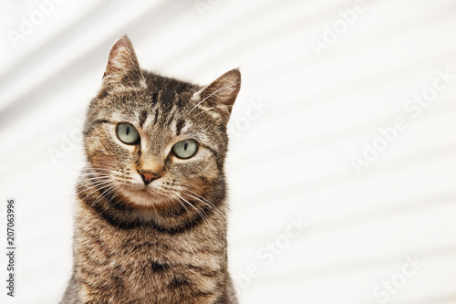 Tabby cat looks out of the frame closeup on white background photo