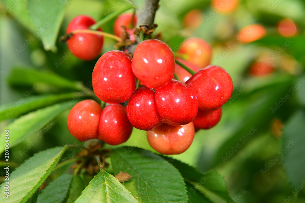 The ripe cherries are on the tree The ripe cherries are on the tree