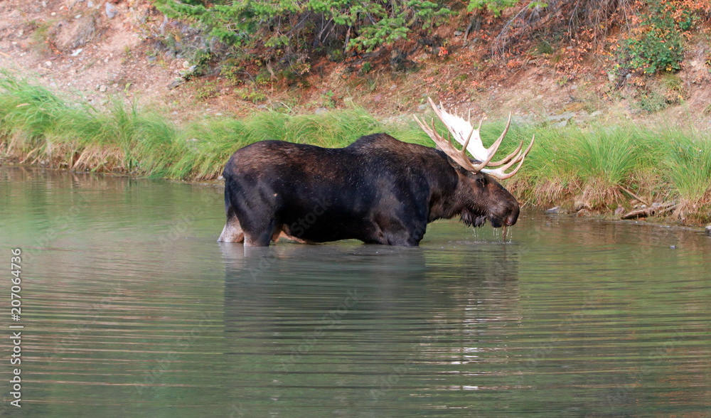 Bull Moose with large antlers near shore of Fishercap Lake on the Swiftcurrent hiking trail in the Many Glacier region of Glacier National Park during the 2017 fall fires in Montana United States Bull Moose with large antlers near shore of Fishercap Lake on the Swiftcurrent hiking trail in the Many Glacier region of Glacier National Park during the 2017 fall fires in Montana United States