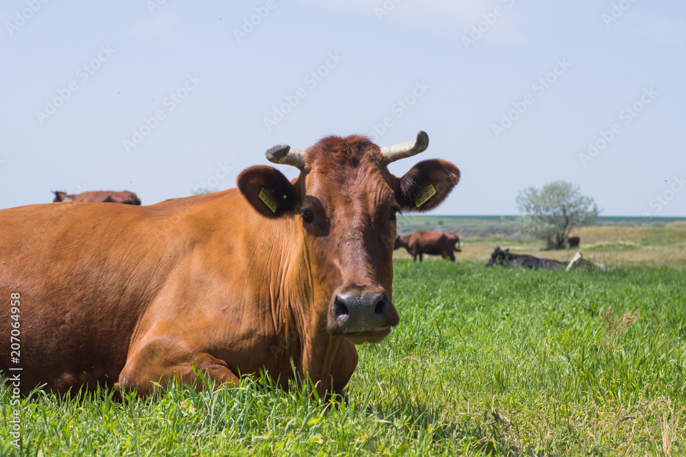 pasture of cows near the river, many cows on green grass in summer day