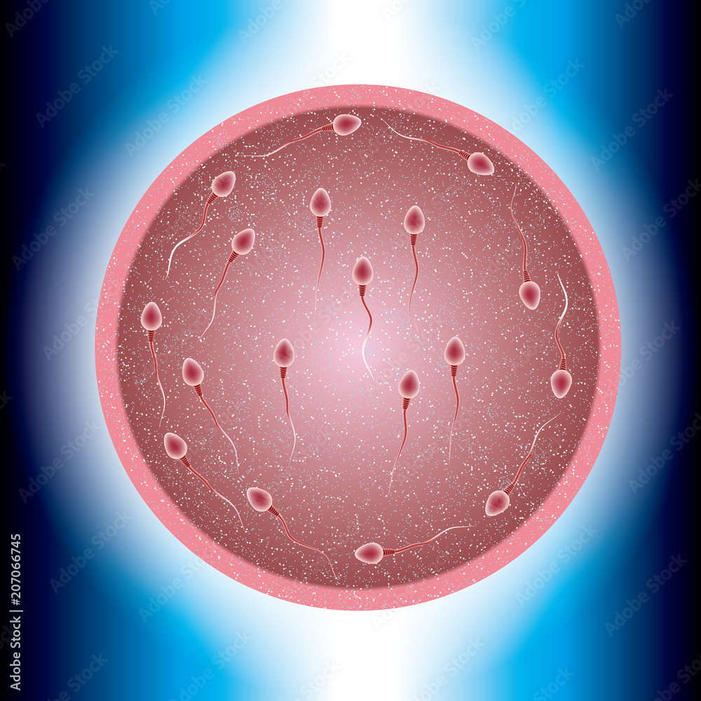 fertilization of ovum by sperm occurs in