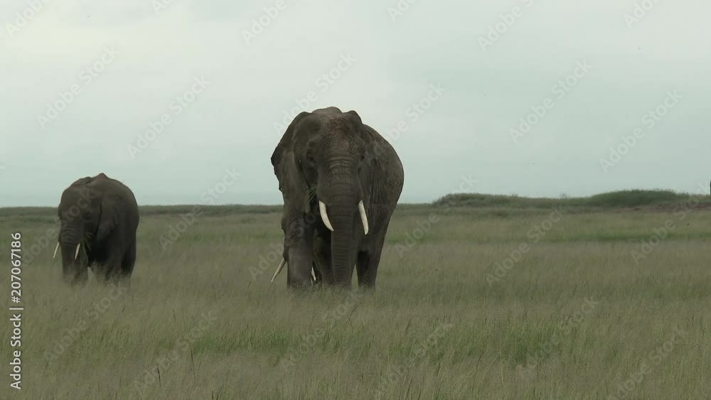 Family of African Elephant (Loxodonta africana) foraging together, juvenile is stuffinghis mouth with grasses, Amboseli N.P. Kenya.