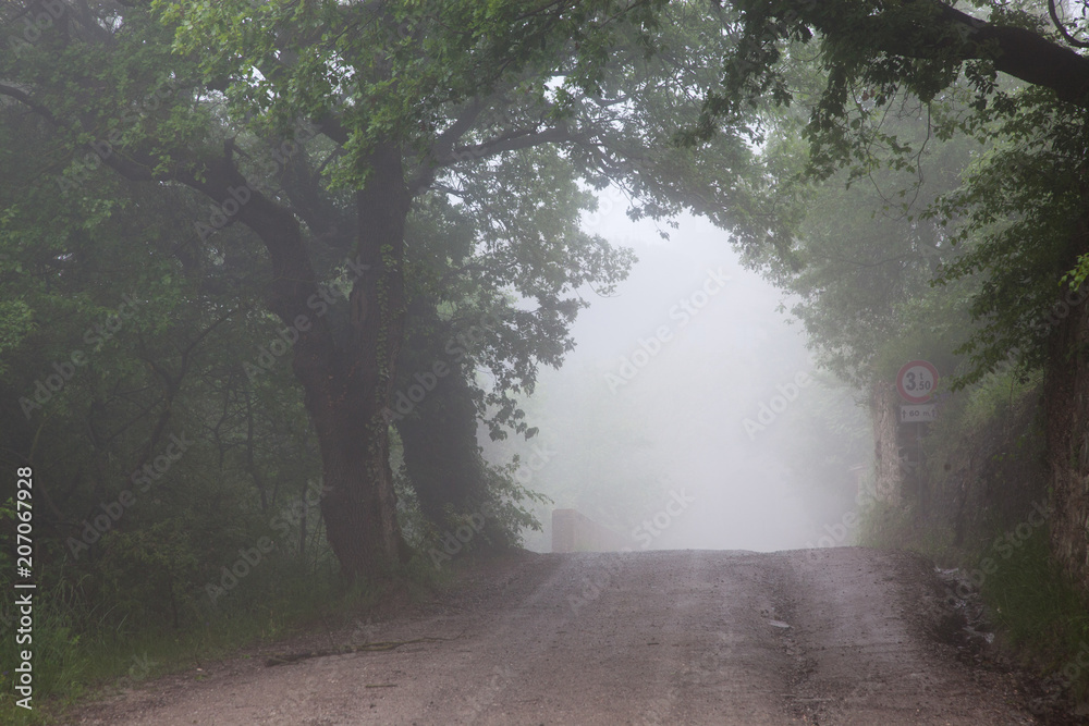 Obraz premium road in misty forest