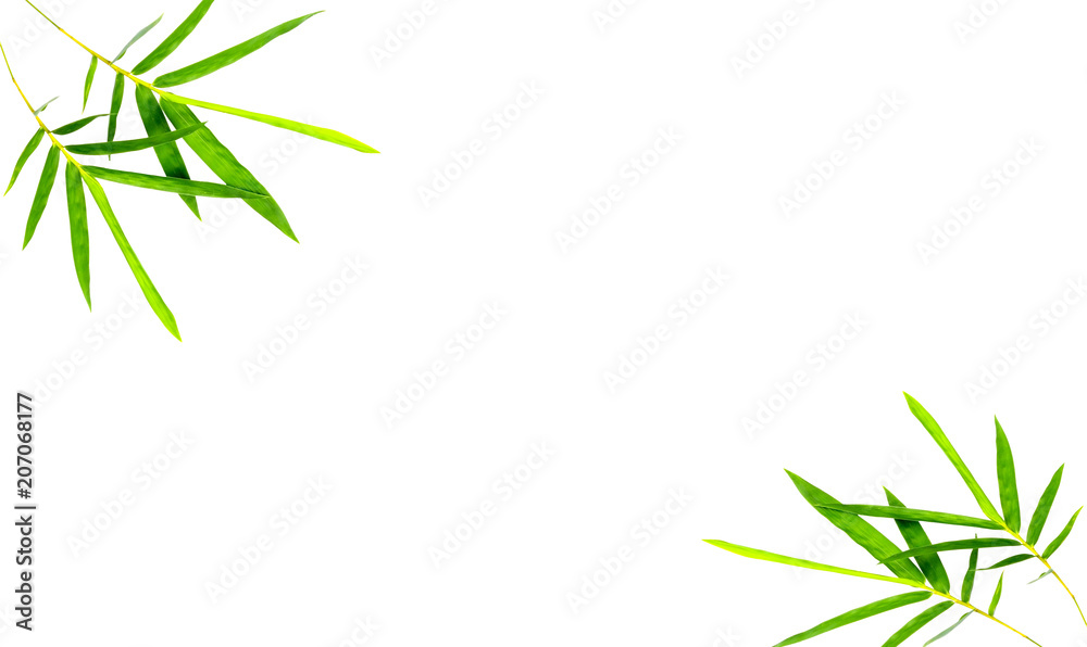 Fototapeta premium Leaves of coconut tree on white background