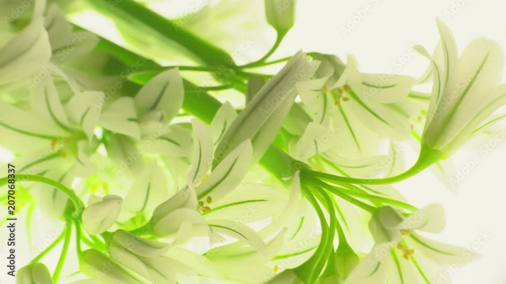 White flowers on a white background ,b-roll footage for making changes