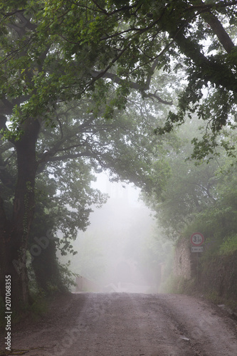 road in misty forest