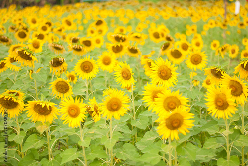 Fototapeta Naklejka Na Ścianę i Meble -  sunflower , field of sunflower it's look beautiful in the morning at bangkea thaoland.