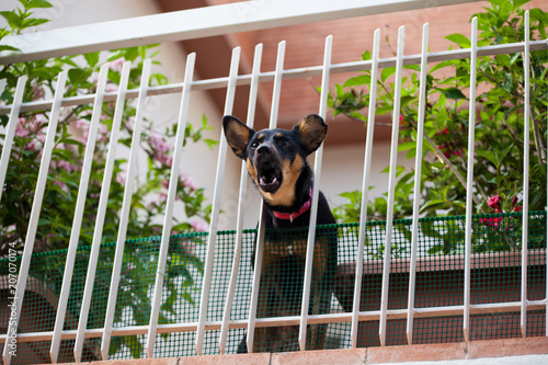 dog barking on balcony