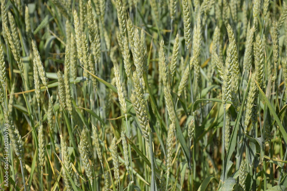 Spikelets of green wheat. Ripening wheat in the field. Spikelets of green wheat. Ripening wheat in the field.