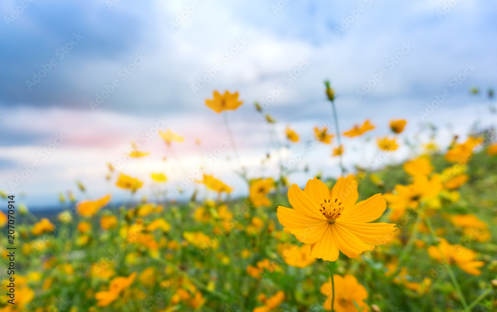 Beautiful landscape of the Cosmos flower field. Yellow flowers in nature blooming on blurred blue sky background. Beautiful landscape of the Cosmos flower field. Yellow flowers in nature blooming on blurred blue sky background.
