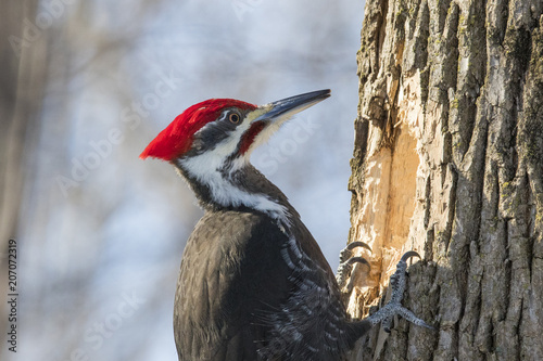 pileated woodpecker in winter photo
