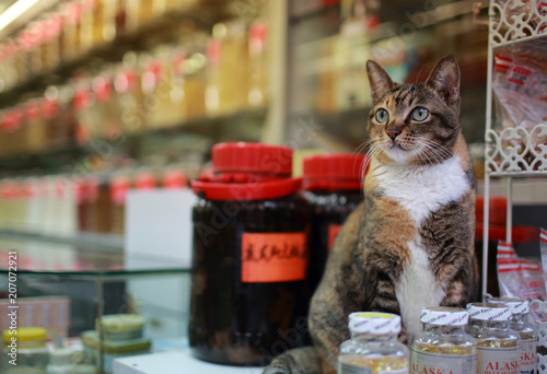 watching cat with old chinese medical store background in hong kong