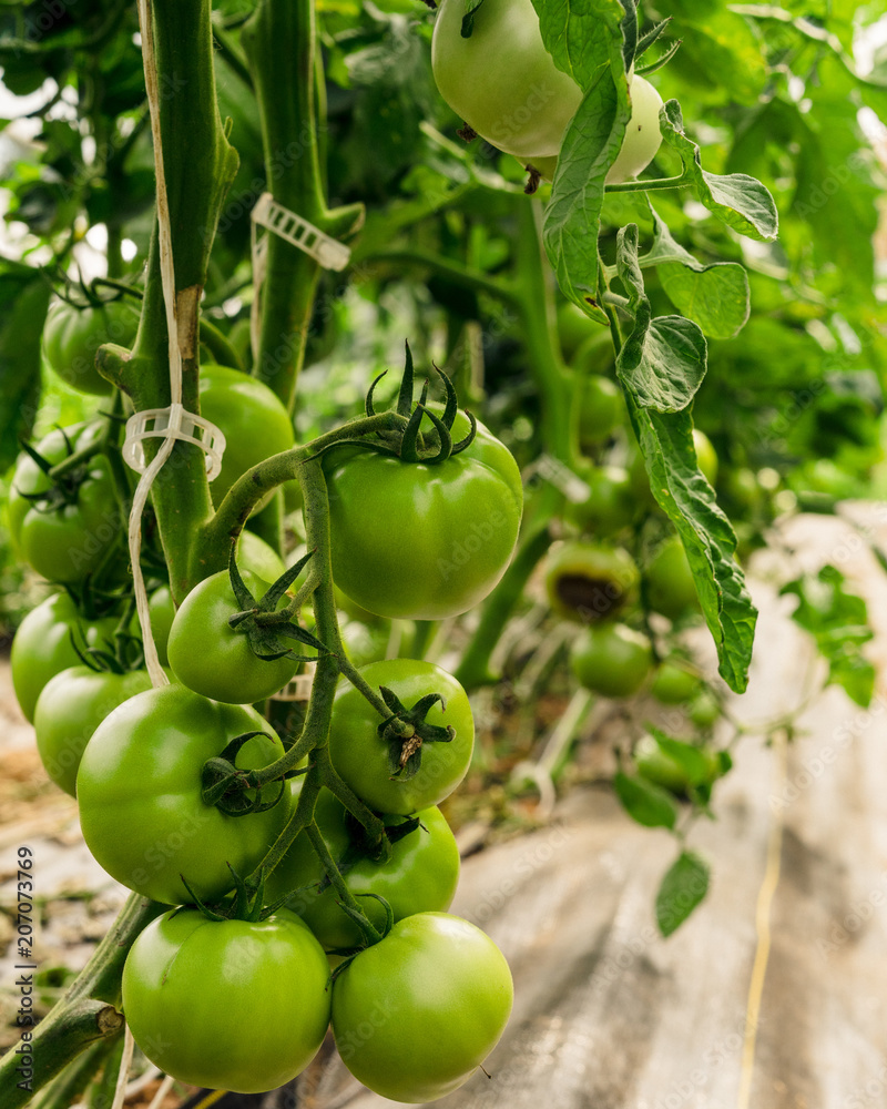green tomatoes, tomatoes, veggies, garden, farming, farm, agriculture, green tomatoes, tomatoes, veggies, garden, farming, farm, agriculture,